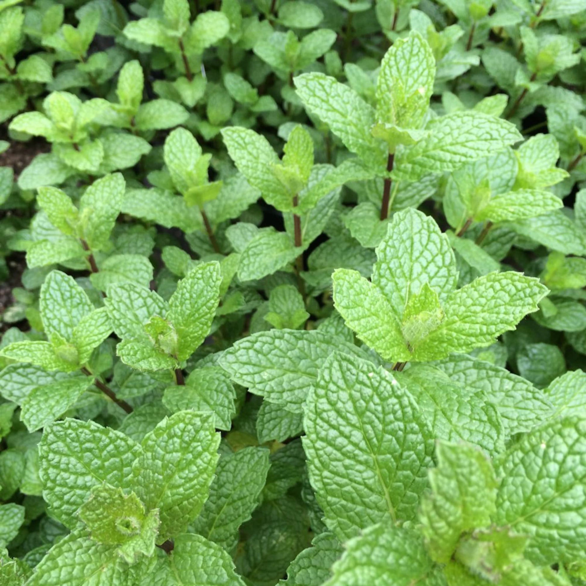 mojito mint plant seeds Mojito Mint Herb Seeds for Planting – Heirloom, Non-GMO, Easy to Grow, – Pure Asia Seeds