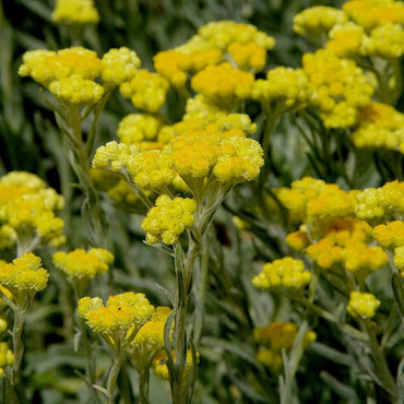 Helichrysum Arenarium Flower Seeds
