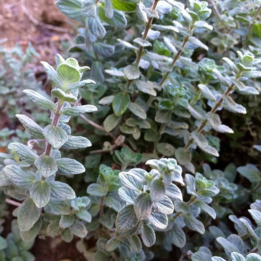 Semi di erba di Origanum Syriacum