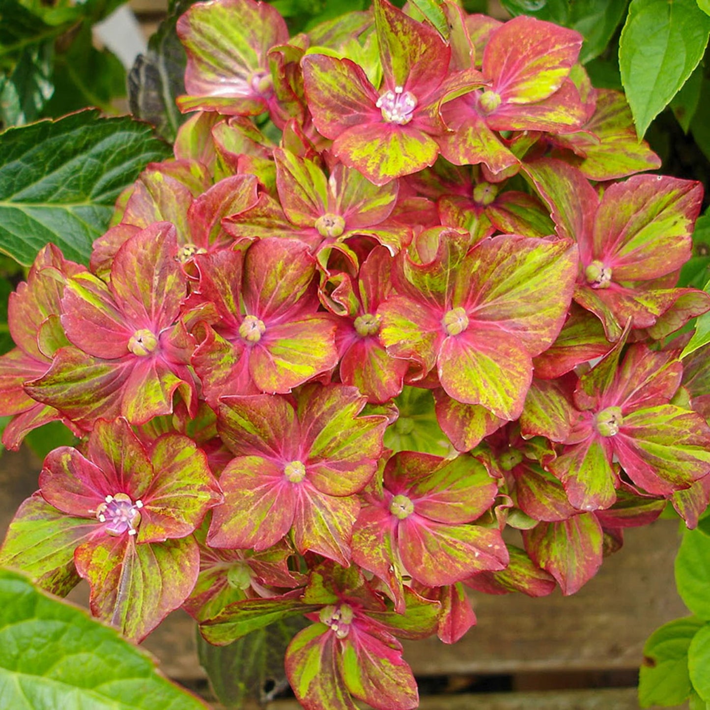 Pistachio Hydrangea Flower Seeds