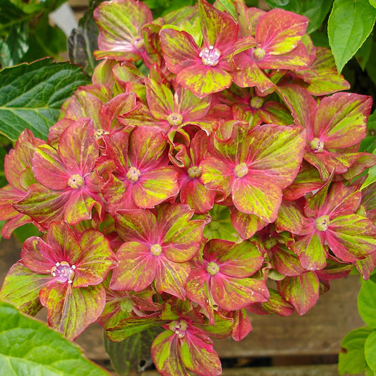 Pistachio Hydrangea Flower Seeds