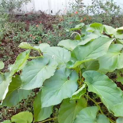 Semi di Erba Piper Auritum