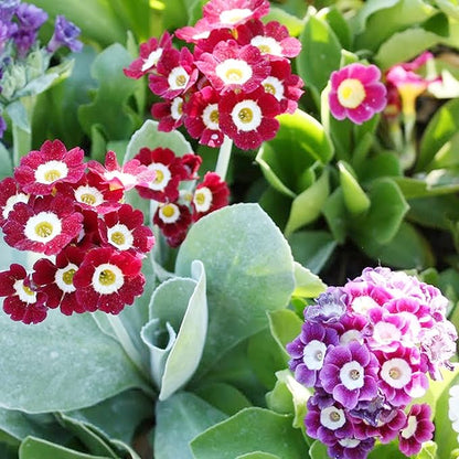 Primrose Auricula Flower Seeds