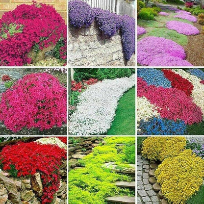 Rainbow Creeping Thyme Herb Seeds