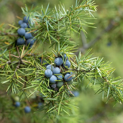 Common Juniper Tree Seeds