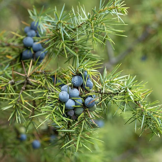Common Juniper Tree Seeds