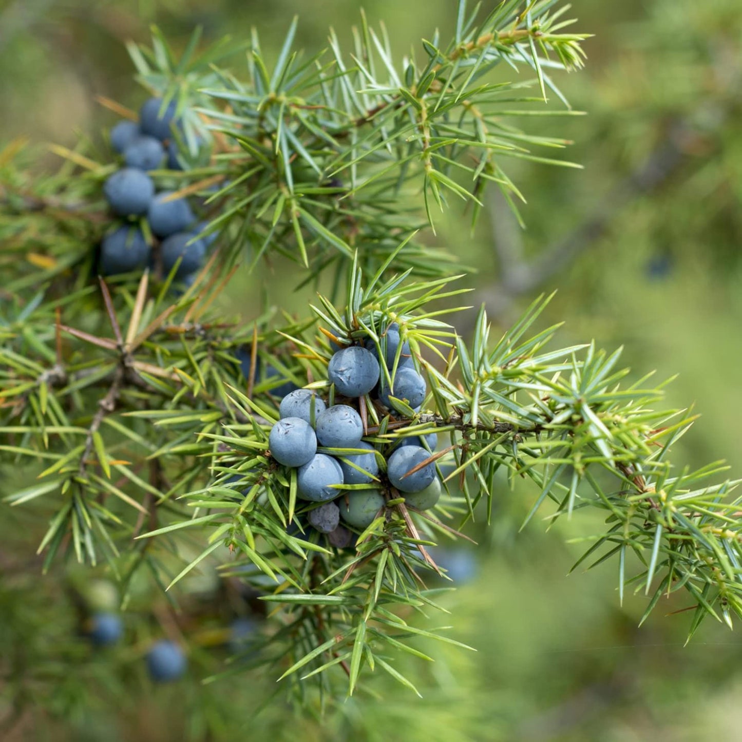 Common Juniper Tree Seeds