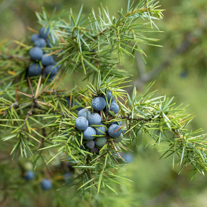 Common Juniper Tree Seeds