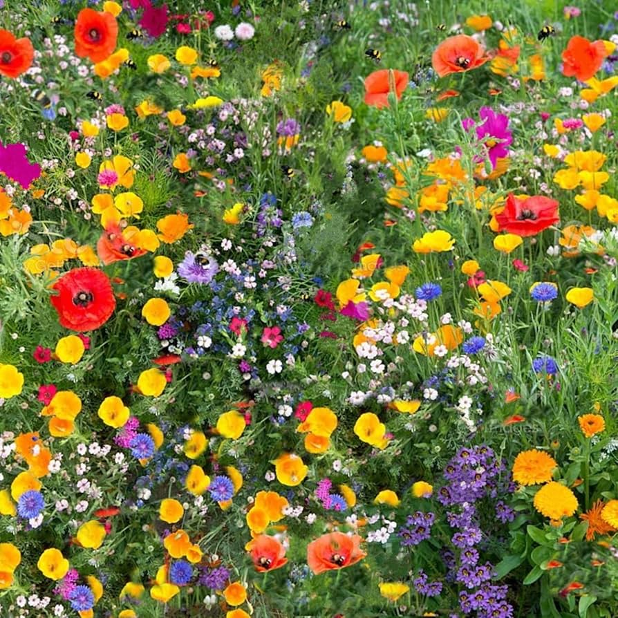 Southern California Wildflower Flower Seed Mix