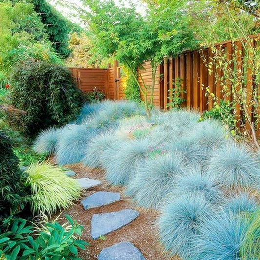 Semi di erba ornamentale Festuca azzurra