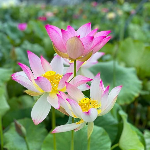 Lotus Petal 水蓮の花びら　4枚セット Amazon.co.jp: HAMILO 蓮の花 クリスタルオブジェ 風水 ロータス 開運
