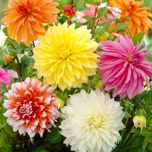 Dinnerplate Dahlia Flower Seeds