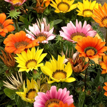 treasure flower seeds Gazania (Treasure Flower) Seeds for Planting – Heirloom, Non-GMO, Easy – Pure Asia Seeds