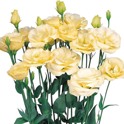Yellow Lisianthus Flower seeds for Planting - Cottage Garden Essential, Heirloom & GMO Free Seeds for Home Garden