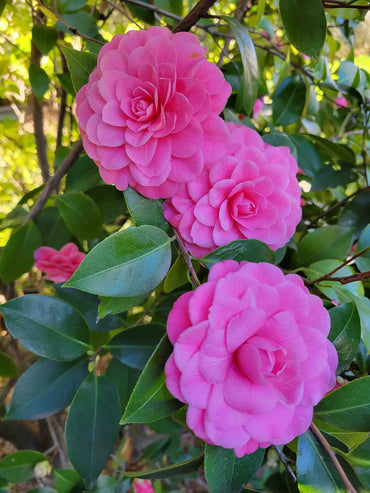 Pink Camellia Flower seeds for Planting - Drought Tolerant, Heirloom & GMO Free Seeds for Home Garden