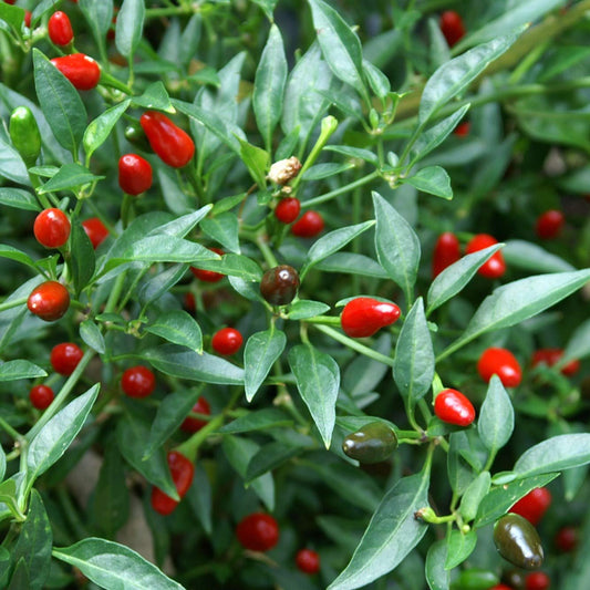 Thai Bird’s Eye Chili Pepper Vegetable Seeds – Heirloom, Non-GMO, Hot, Easy to Grow