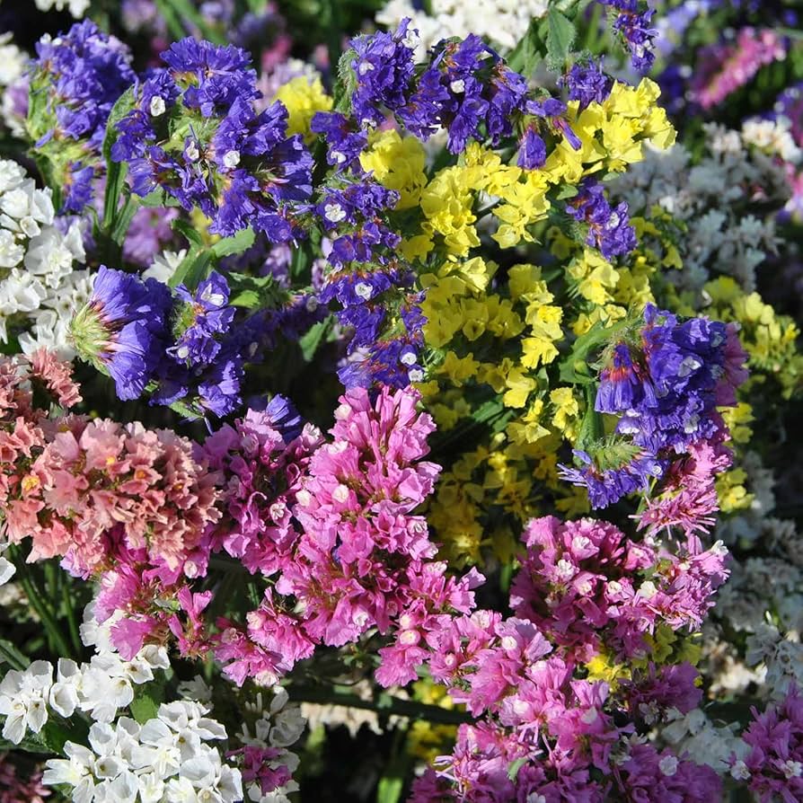Statice Limonium Flower Seeds