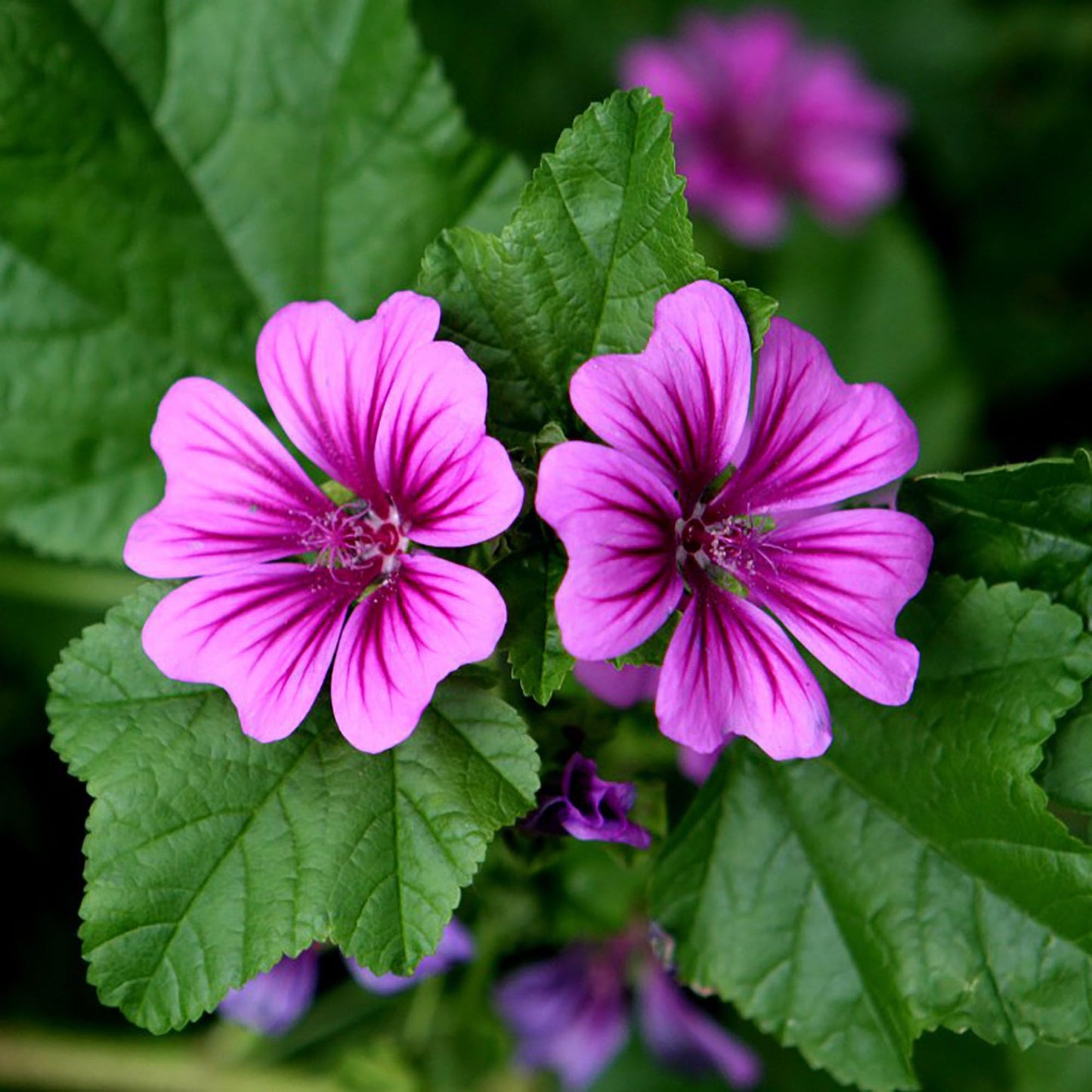 High Mallow Flower Seeds