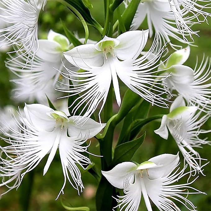 White Egret Flower seeds for Planting Vibrant Colors Heirloom & GMO Free Seeds for Home Garden
 
 Sale seeds for home garden planting