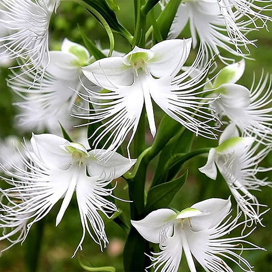 White Egret Flower seeds for Planting Vibrant Colors Heirloom & GMO Free Seeds for Home Garden
 
 Sale seeds for home garden planting