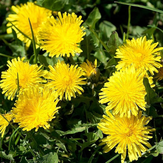 Dandelion Seeds Taraxacum Officinale Flower Seeds