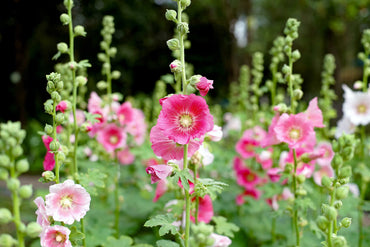Pink Hollyhock 'Summer Carnival' Flower Seeds