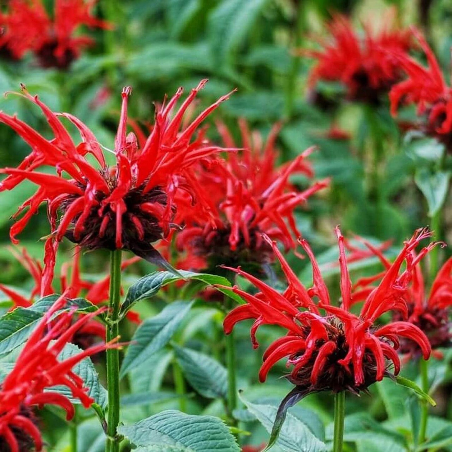 Monarda Didyma Flower Seeds