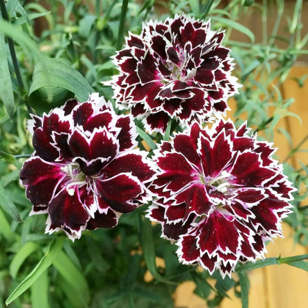 ダイアンサス「ブラックアンドホワイトミンストレルズ」花の種 – Pure