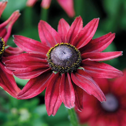 Rudbeckia hirta 'Cherry Brandy' (Black-Eyed Susan) Flower Seeds