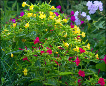 Four O'Clock Flower Seeds