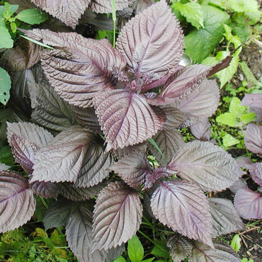 Palisandra Schwarze Coleus Kräutersamen