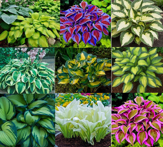 Hosta Seeds Mixed Colors Herb Seeds