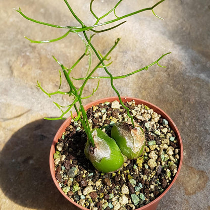 Bowiea Volubilis Plant Seeds