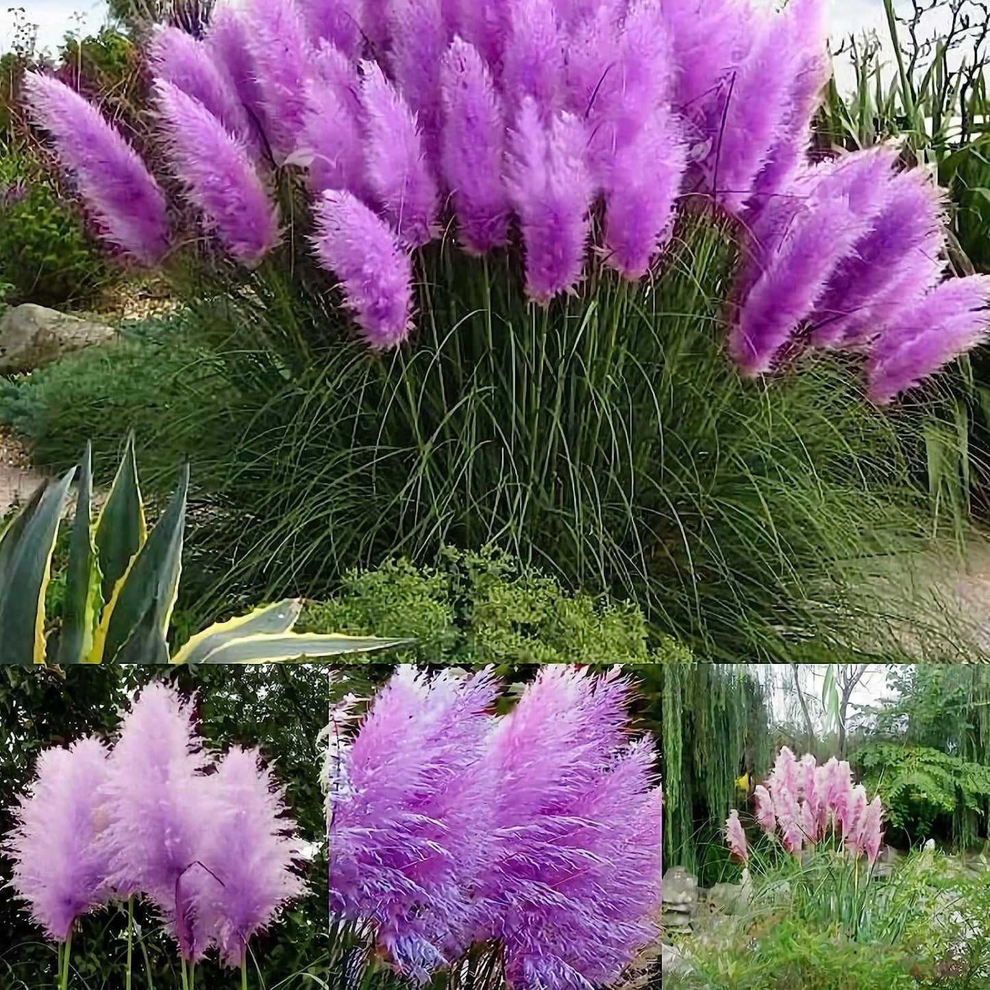Purple Pampas Grass  Flower Seeds
