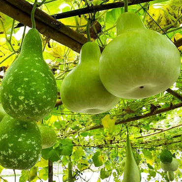 Semi di verdura Banjo Gourd (curvo e allungato)