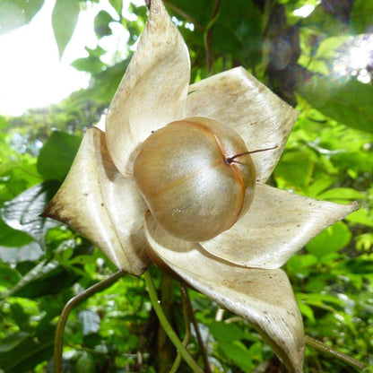 hawaiian rose bud seeds Wood Rose (Merremia tuberosa) Flower Seeds for Planting – Heirloom, No – Pure Asia Seeds