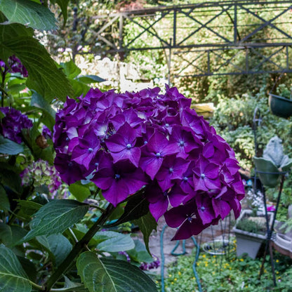 Dark Purple Hydrangea Flower Seeds