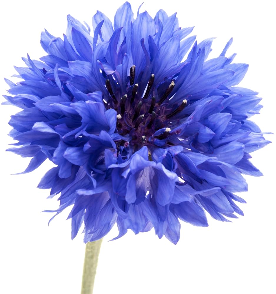 Bachelor Buttons Seeds – Deep Purple Cornflower`