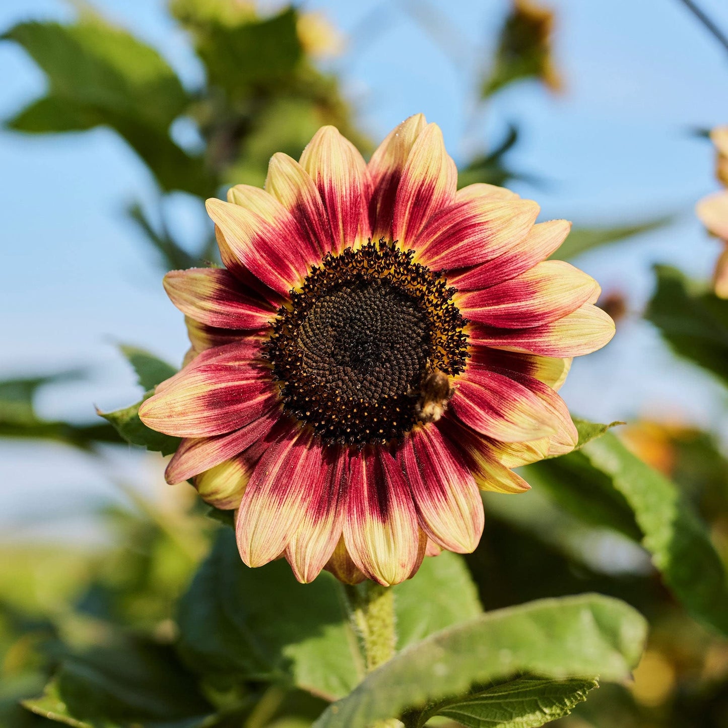 Indian Blanket Sunflower Seeds