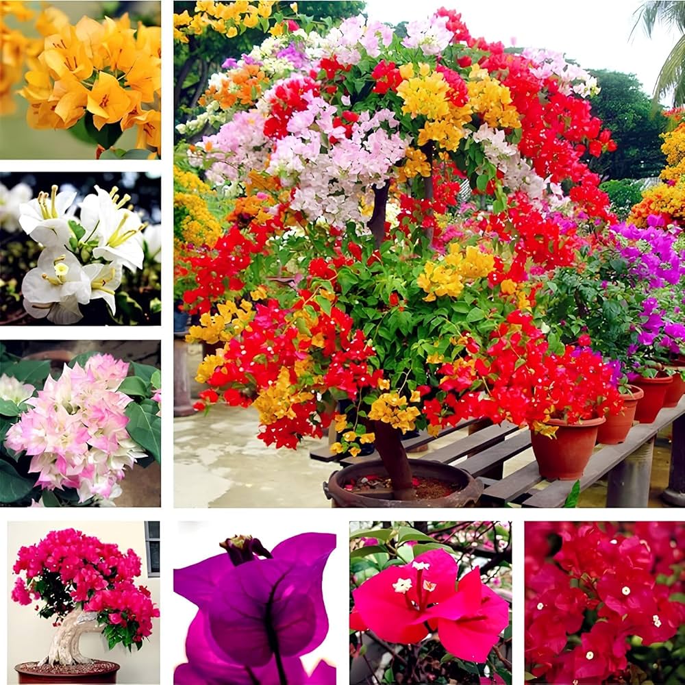 Mixed Bougainvillea  Flower Seeds
