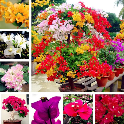 Mixed Bougainvillea  Flower Seeds