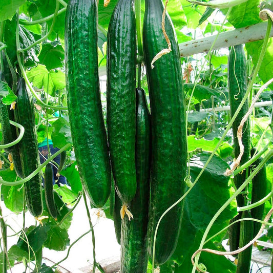 Japanese Long Cucumber Vegetable Seeds