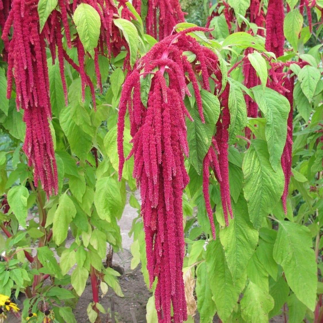 Love-Lies-Bleeding Flower Seeds (Amaranthus Caudatus)