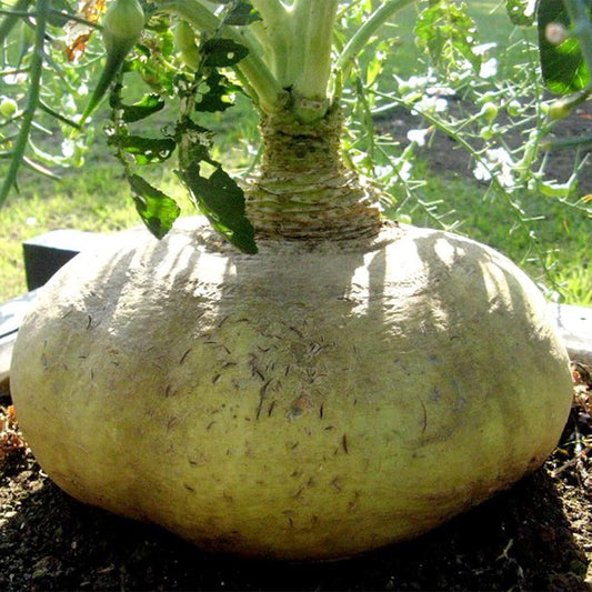Sakurajima Mammoth Radish Vegetable Seeds