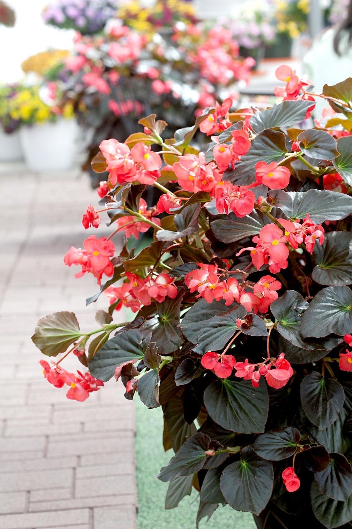Burgundy Begonia Flower seeds for Planting - Easy to Grow, Heirloom & GMO Free Seeds for Home Garden
 
 Sale seeds for planting in home garden