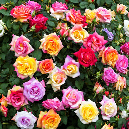 Multi-Color Rose Seeds: Ideal for Stunning Planting Displays