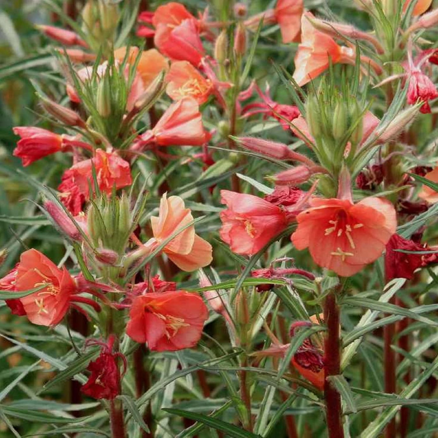 Semillas de flores de Oenothera Versicolor 'Sunset Boulevard'