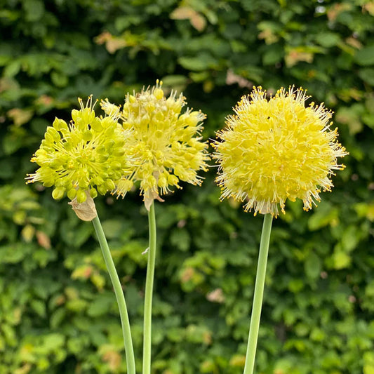 Muli Garlic Herb Seeds