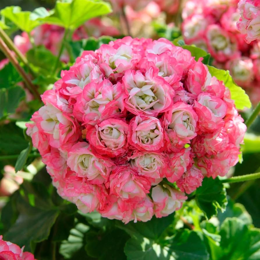 Geranium 'Apple Blossom' Flower Seeds
