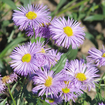 Erigeron Speciosus Flower  Seeds